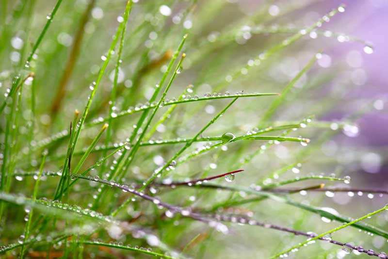 نور طبیعی در عکاسی ماکرو