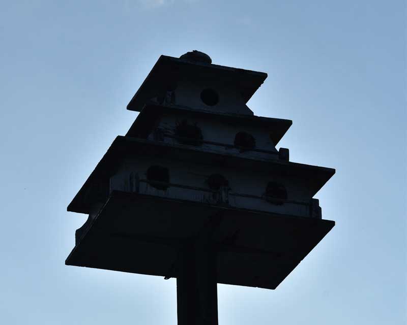 استفاده از حالت اتو دوربین