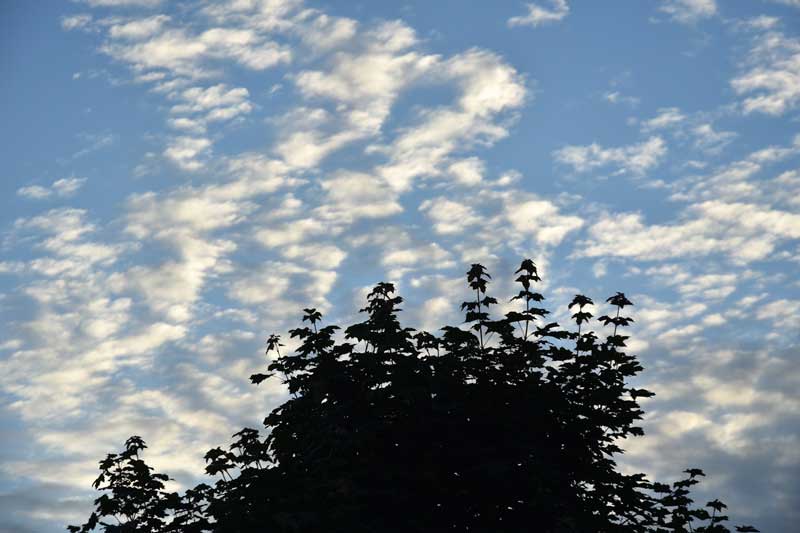 عکس در حالت شبهوار