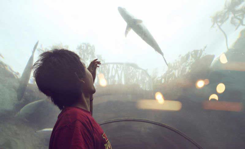 ترکیب بندی در عکاسی