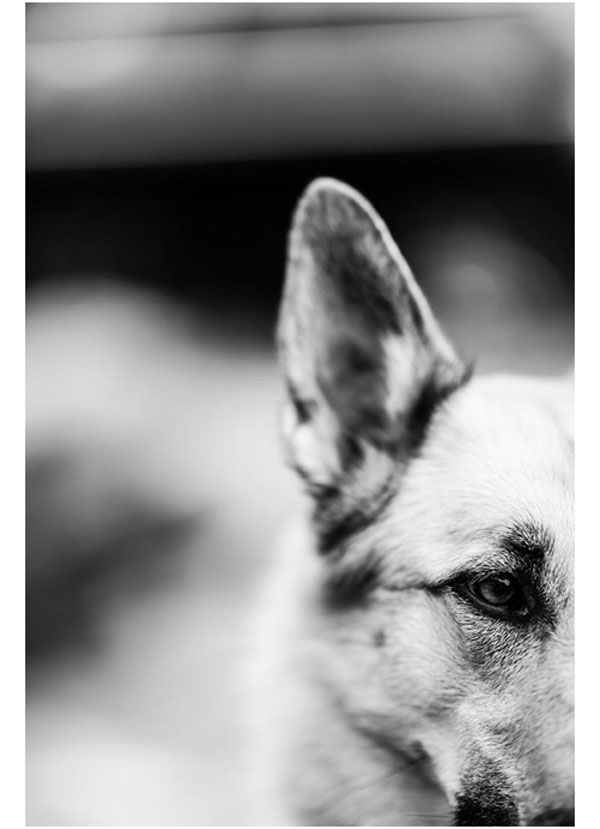 نمونه عکس لنز سیگما Sigma 105mm f/1.4 canon