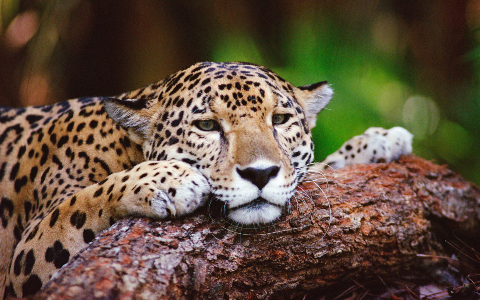 عکاسی از حیوانات در طبیعت با لنز های مختلف