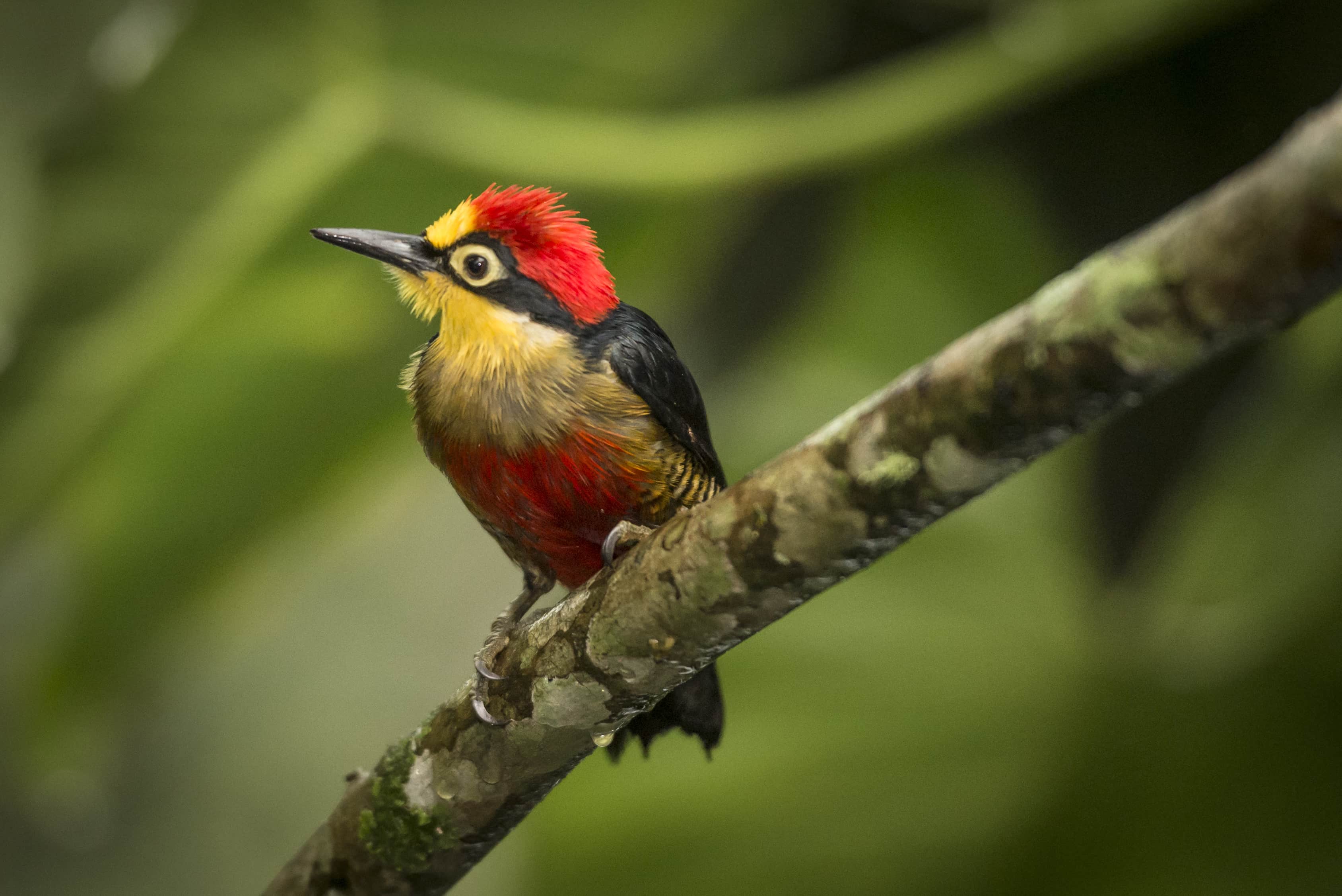 نکات و نحوه عکاسی از حیوانات