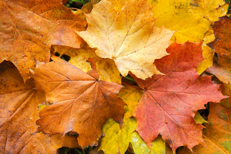 عکاسی پائیزی