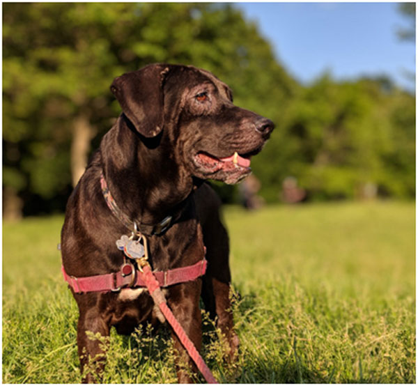 آموزش عکاسی با گوشی