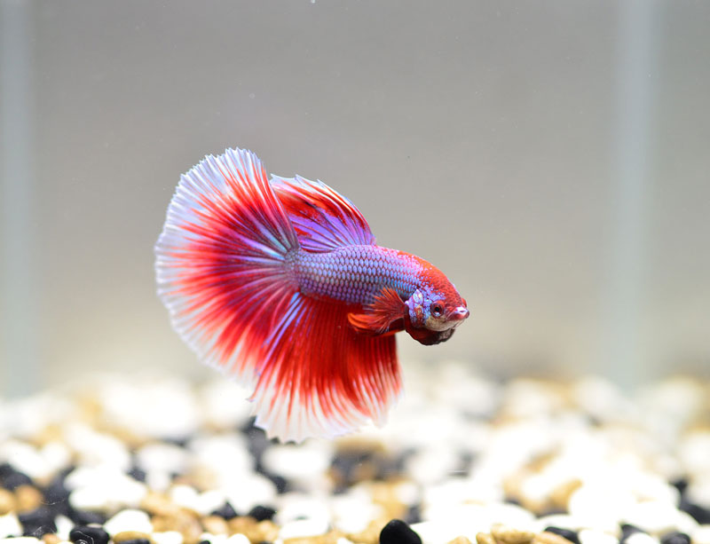 عکاس حرفه ای