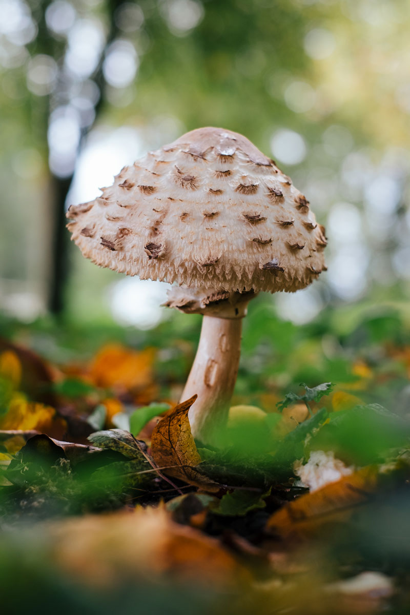 عکاس دوستدار محیط زیست