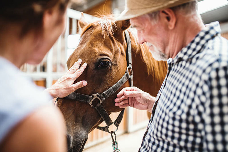 روش عکاسی از اسب