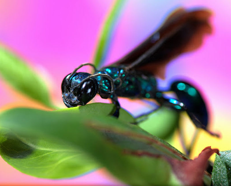 عکاسی ماکرو