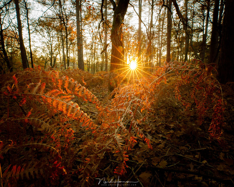 فاصله کانونی لنز