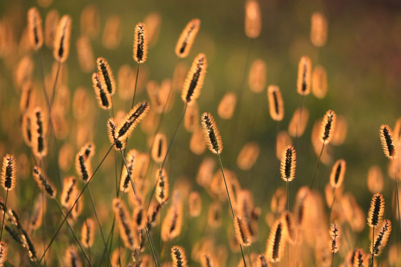 راهنمای عکاسی در ساعت جادویی