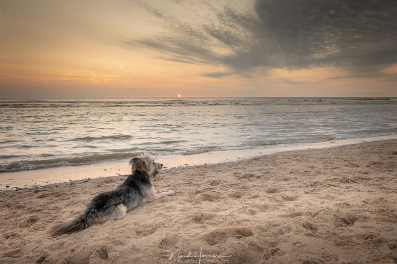 فاصله کانونی لنز