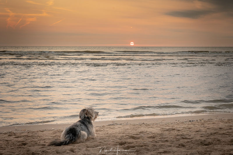 فاصله کانونی لنز