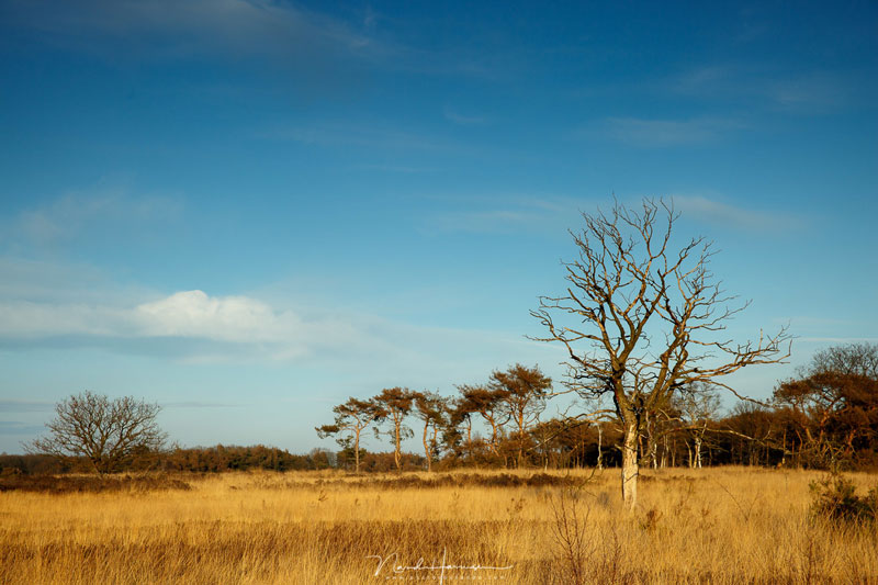 فاصله کانونی لنز چیست