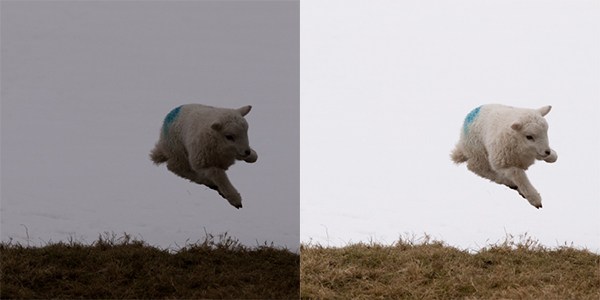 وایت بالانس در عکاسی