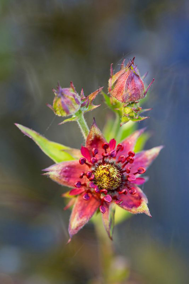 آموزش عکاسی از گیاهان