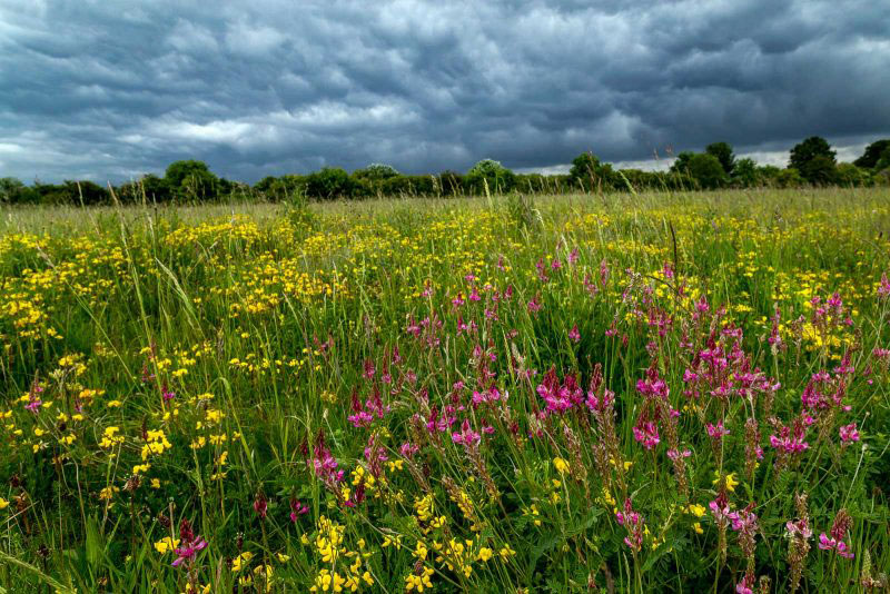 عکاسی از گل ها