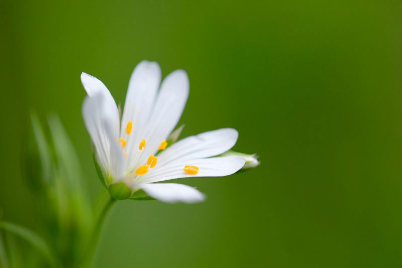 آموزش عکاسی از گلها