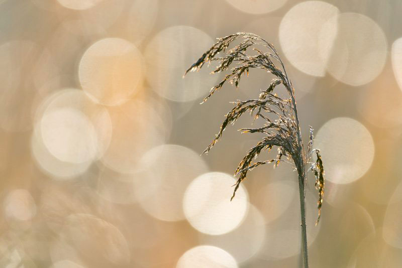 عکاسی از گیاهان