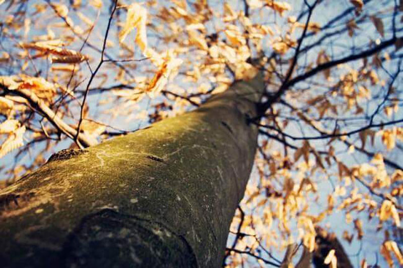 پرسپکتیو و فاصله کانونی