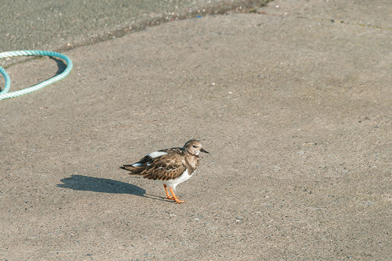 ابزار Patch فتوشاپ