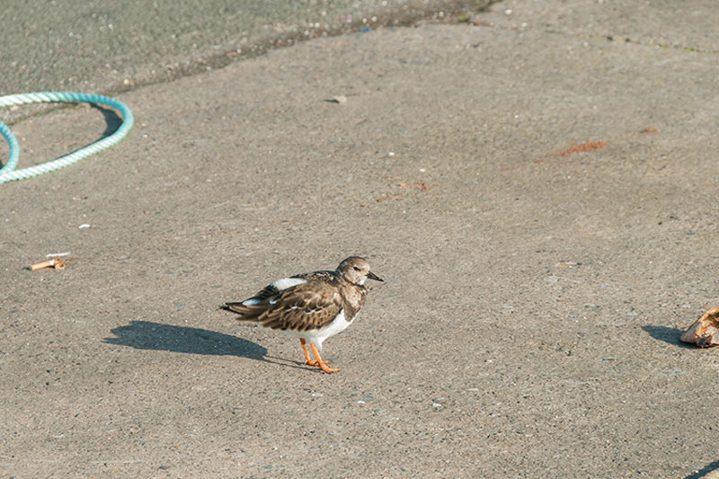 ابزار Patch فتوشاپ