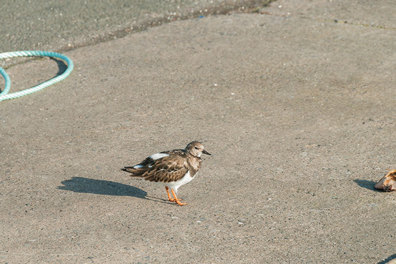 ابزار Patch فتوشاپ