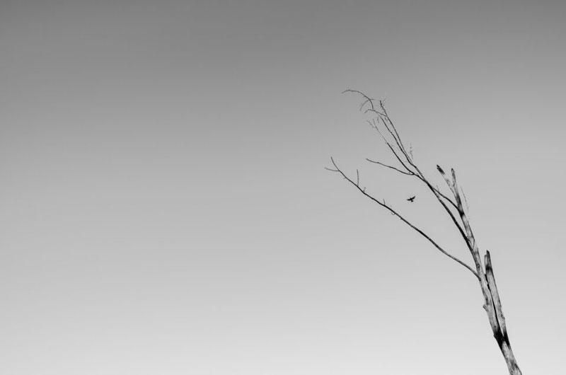 لنزهای واید