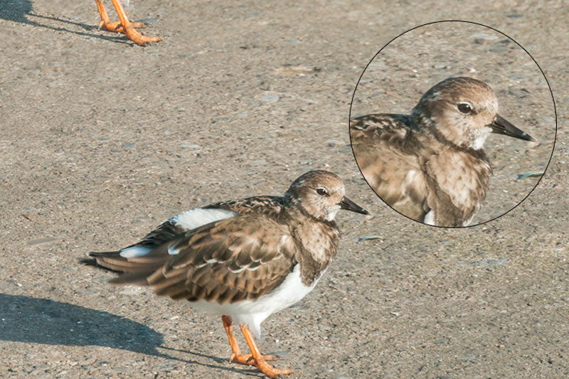 ابزار Patch فتوشاپ