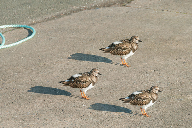 ابزار Patch فتوشاپ