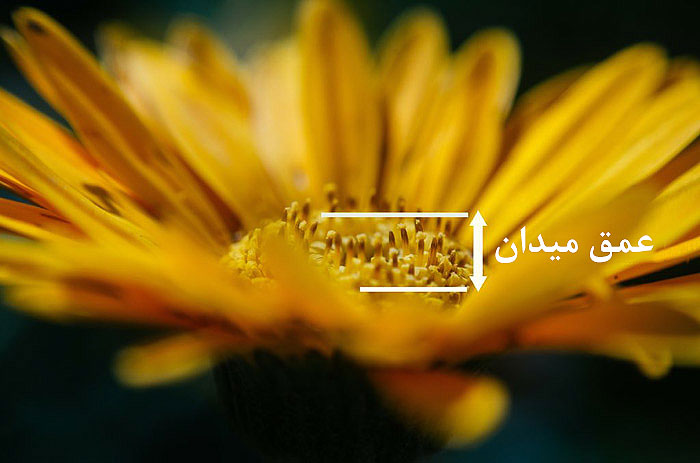 عکاسی از گل ها