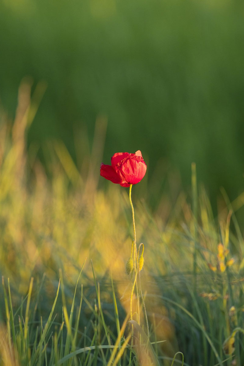 حالت اولویت دیافراگم در عکاسی