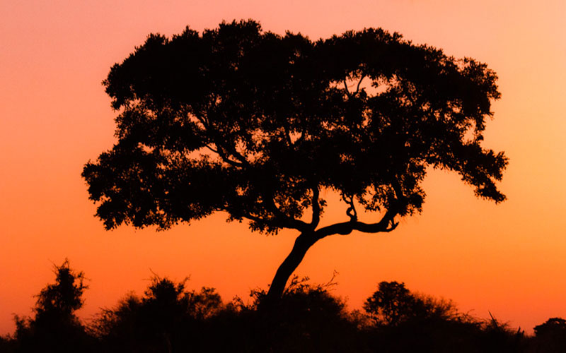 تفاوت لنز واید و تله