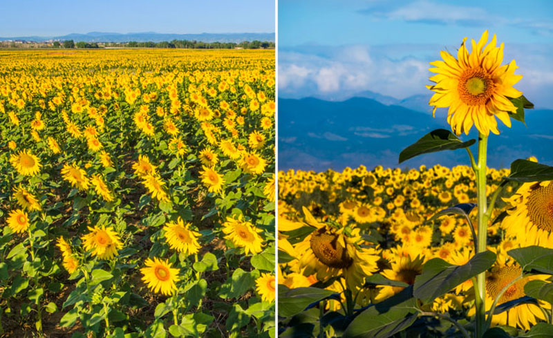 تفاوت لنز واید و تله