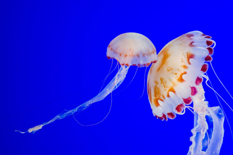 نویز در عکاسی