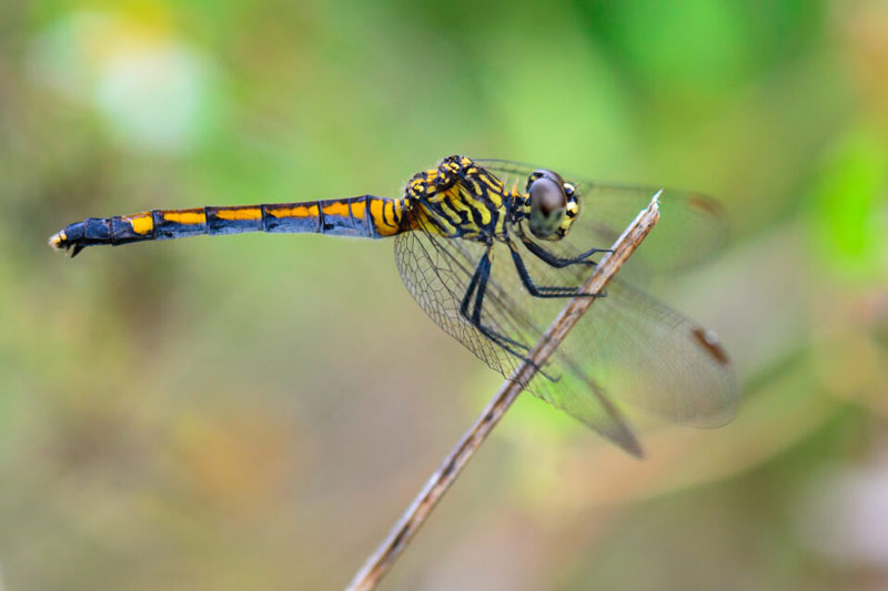 ترکیب بندی در عکاسی