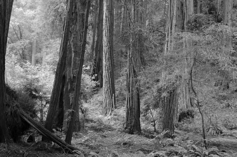 سادگی در عکاسی