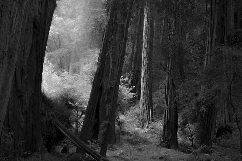 سادگی در عکاسی