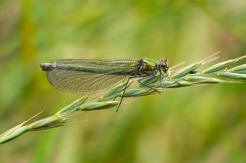 کاهش لرزش دوربین روی سه پایه