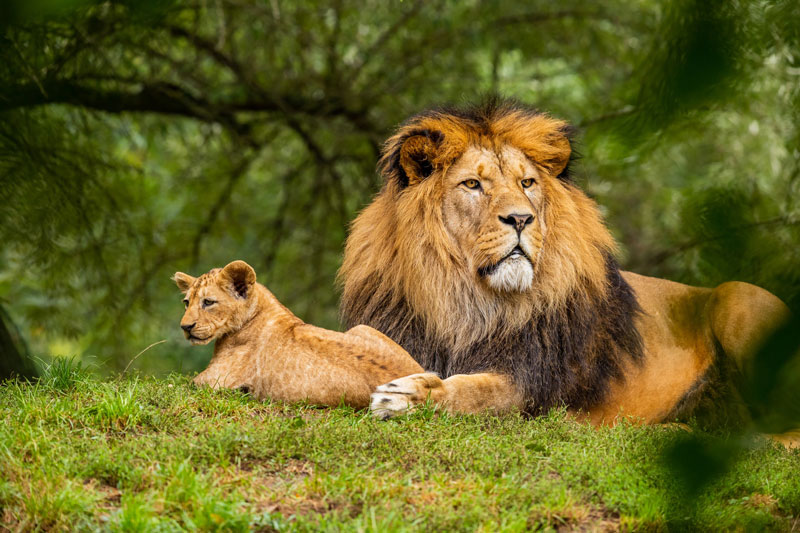 اخلاق در عکاسی از حیات وحش