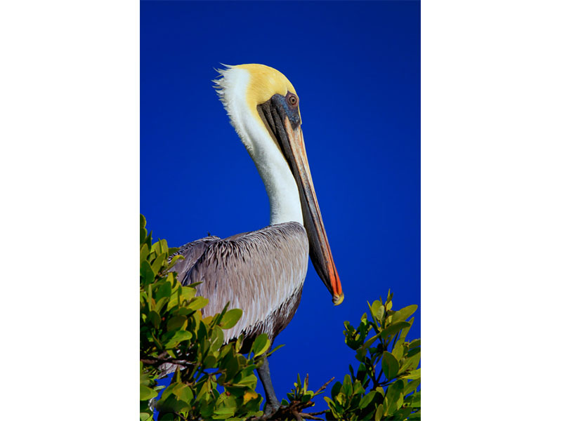 تارشدن عکسها