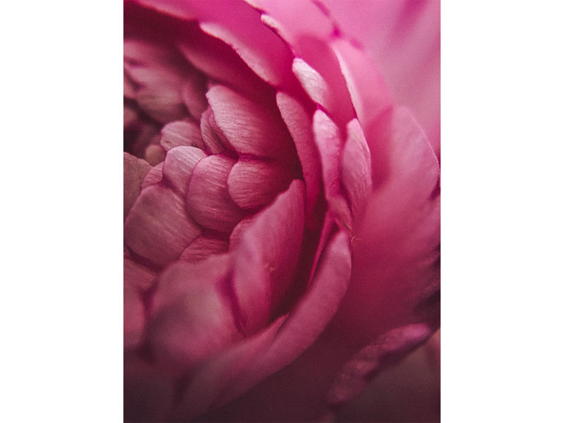 ادیت عکسهای ماکرو