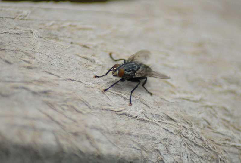 عکاسی با بودجه کم