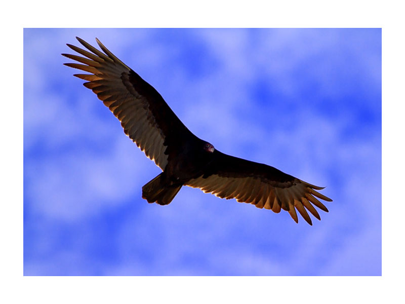 تارشدن عکسها