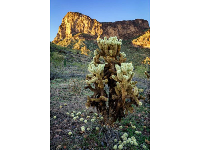 تارشدن عکسها