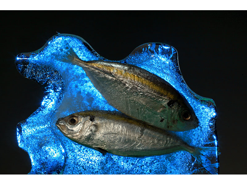 ایدههای عکاسی در منزل