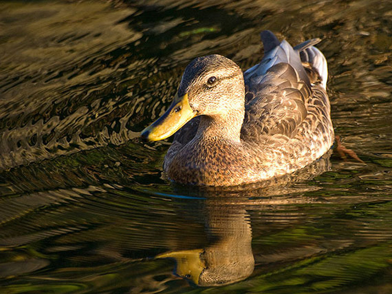 نکات عکاسی برای تازه کارها