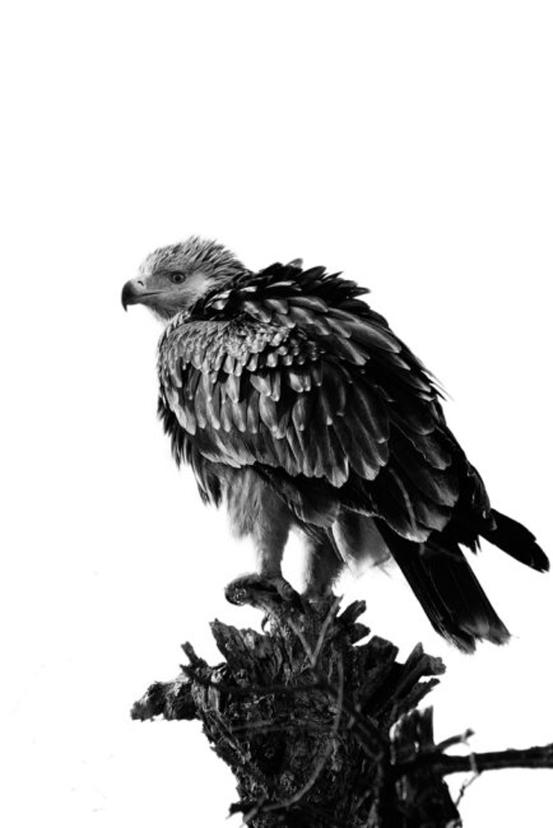 کنتراست عکاسی