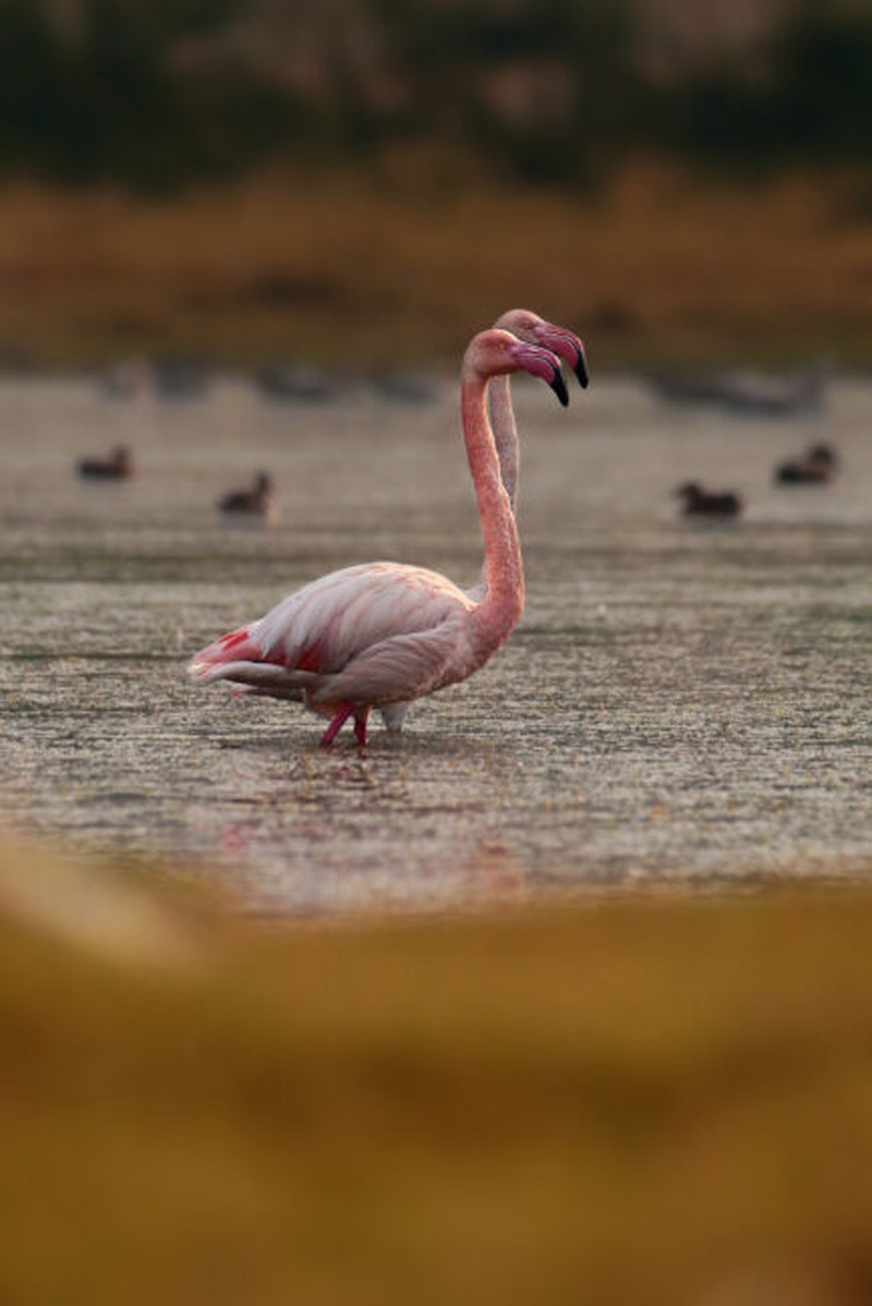 کنتراست عکاسی