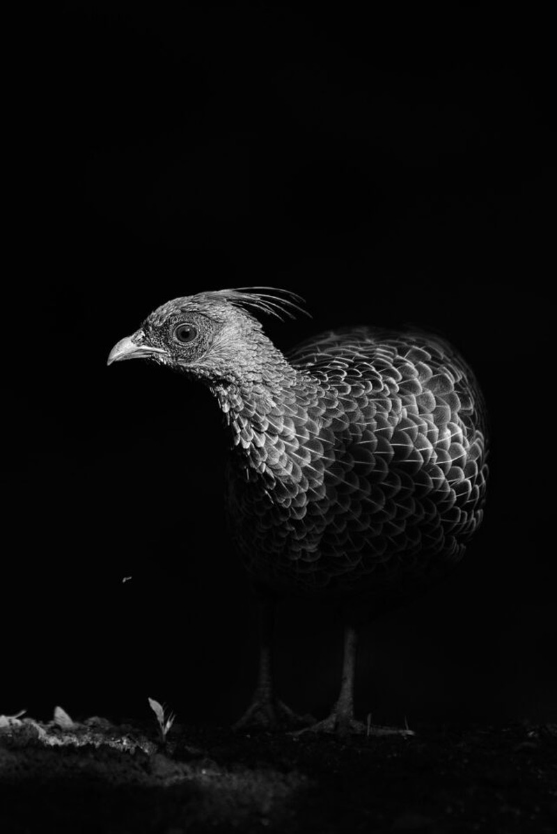 کنتراست عکاسی